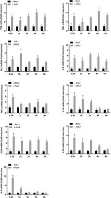 miRNA-132-5p mediates a negative feedback regulation of IL-8 secretion through S100A8/A9 downregulation in neutrophil-like HL-60 cells